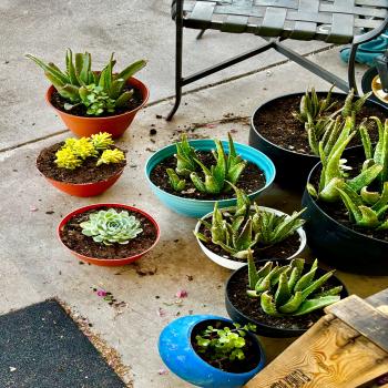 Succulents
