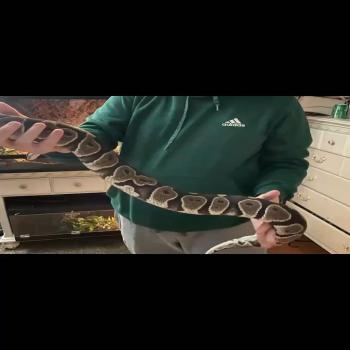 three ball pythons
