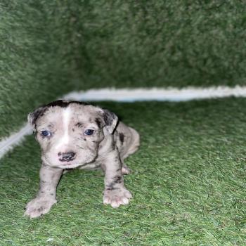pocket/american Bully puppies