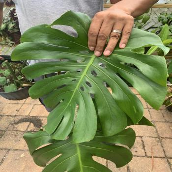 Monstera Indoor House Plant